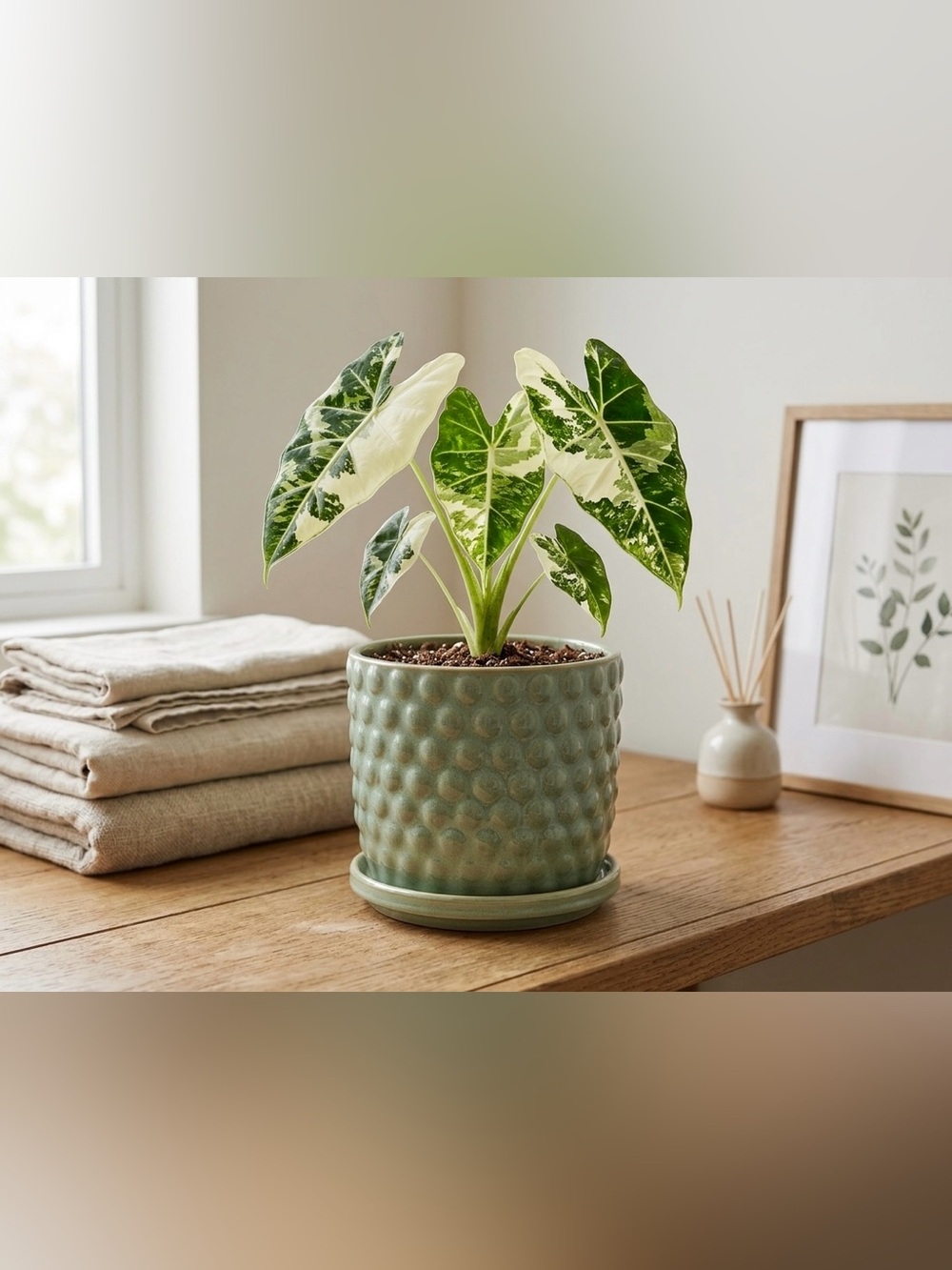 6 Inch Green Ceramic Planter with Attached Saucer and Drainage Hole
